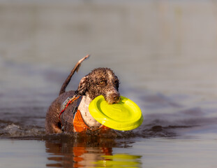 Spanish Water Dog is playing with a frisbbee in the water during summer