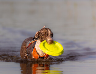 Spanish Water Dog is playing with a frisbbee in the water during summer