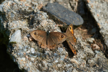 Braunauge (Lasiommata maera) 