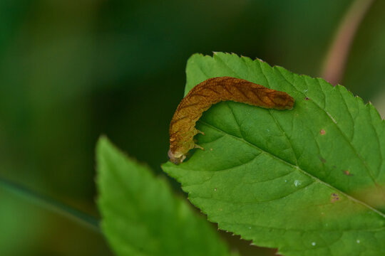 Raupe der Achateule, oder auch Mangoldeule (Phlogophora meticulosa) genannt