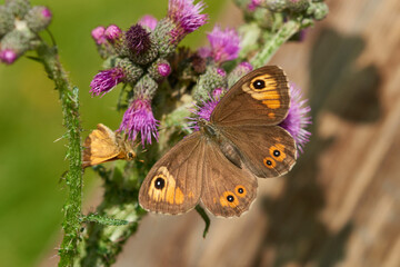 Braunauge (Lasiommata maera) 