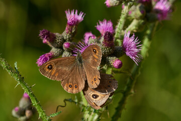 Obraz premium Braunauge (Lasiommata maera) 