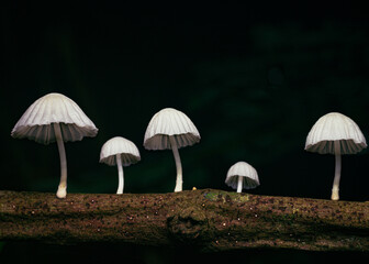 mushrooms in the forest of white color