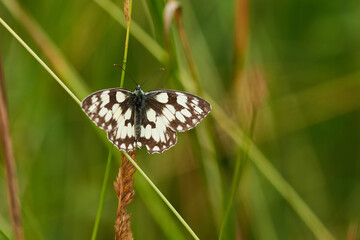 Schachbrett oder Damenbrett (Melanargia galathea) Falter , Weibchen
