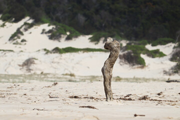 Drift wood standing up in white sand on the Fingal Spit, Fingal Bay