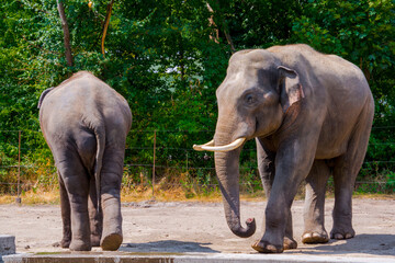 Fototapeta na wymiar Asian elephant bull in a big enclosure in summer