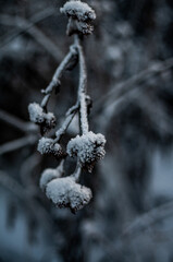 frost on a tree