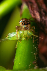 jumping spider eating a prey on a branch in nature