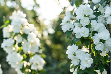 A closeup shot of the beautiful Chubushnik flower with green leaves