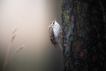 Tree creeping treecreeper