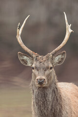 Red deer is one of the largest deer species, and they are relatively easy to identify.  A male red deer is called a stag or hart, and a female is called a hind