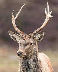 Red deer is one of the largest deer species, and they are relatively easy to identify.  A male red deer is called a stag or hart, and a female is called a hind