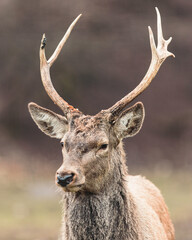 Red deer is one of the largest deer species, and they are relatively easy to identify.  A male red...