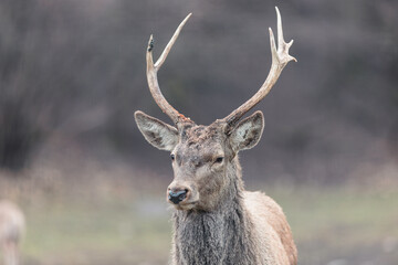 Horned stag walk through the forest woods. Red deer stag (Cervus elaphus) with hinds in the background seen during the annual rutting season