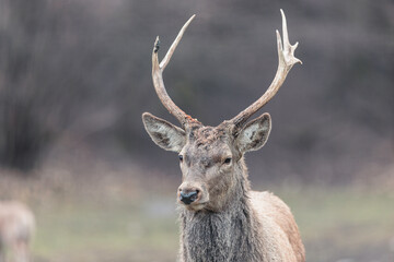 Red deer is one of the largest deer species, and they are relatively easy to identify.  A male red...