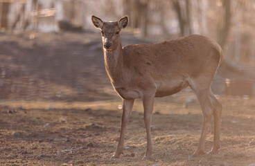 Walk into the majestic background of the red deer stag, you feel like a deer in the middle of a fairytale