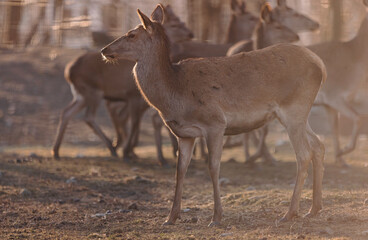 Deer standing in the woods and trees. Beautiful stag with hinds in the forest.