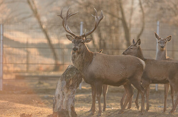 Stag portrait who sits regally in his natural habitat. Stag  or deer could really have a full set...