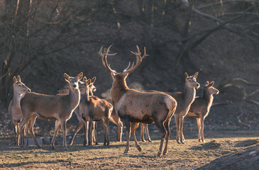 Stag portrait who sits regally in his natural habitat. Stag  or deer could really have a full set of antlers. Hunter in the woods, hunt for deer or other stags