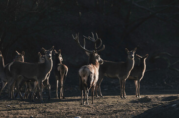 Stag portrait who sits regally in his natural habitat. Stag  or deer could really have a full set of antlers. Hunter in the woods, hunt for deer or other stags