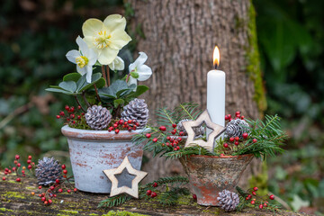 Weihnachtsdekoration mit weißer Kerze und Christrose im Terracotta-Topf