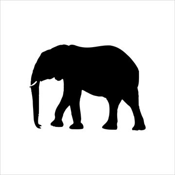 Elephant animal silhouette isolated on white background 