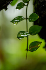 Water drops on the tip of the leaves