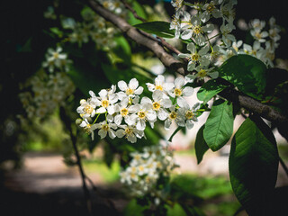 tree blossom