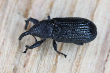 Magdalis common black weevil. Beetle on wood.