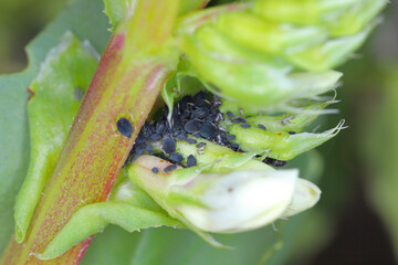 The colony of black bean aphids, Aphis fabae, on faba bean plants.