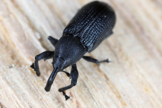 Magdalis common black weevil. Beetle on wood.