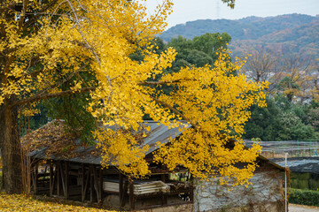 イチョウの黄葉（紅葉）