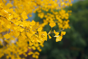 イチョウの黄葉（紅葉）