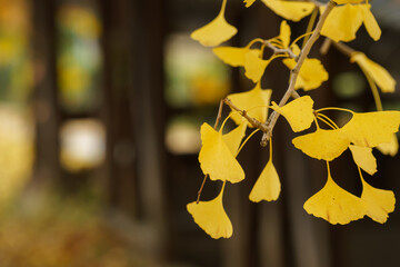 イチョウの黄葉（紅葉）