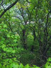 trees in the forest