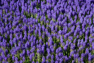 Fototapeta premium Purple hyacinth flowers close up
