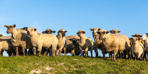 Moutons de prés salés en baie de Somme
