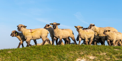 Moutons de prés salés en baie de Somme