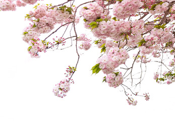 Pink cherry tree blossom flowers blooming in spring or Sakura flower in the nature garden on white background