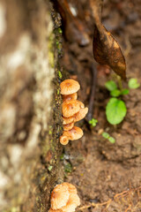 Cinnamon colored mushrooms growing on the surface of the rock