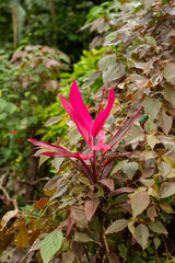 Ti plant or Cordyline fruticosa