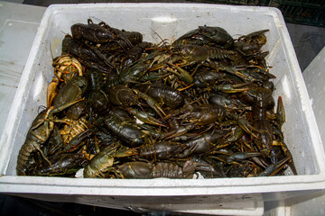 Lots of confiscated Danube crayfish in a box