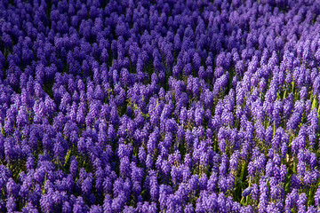 Purple hyacinth flowers close up
