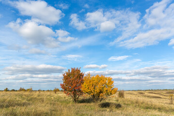 Fototapeta na wymiar autumn landscape yellow trees against the blue sky