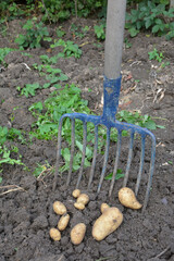 Récolte de pommes de terre dans un jardin