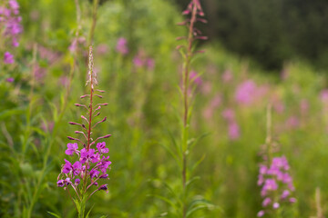 Beautiful purple flower. Wonderful blooming rosebay willowherb grows on meadow. Colorful flowers background.