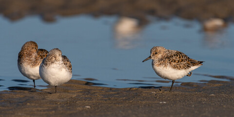 Bécasseaux sanderling (Calidris alba, Sanderling) sur la plage du Hourdel