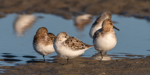 Bécasseaux sanderling (Calidris alba, Sanderling) sur la plage du Hourdel