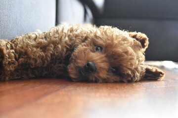 brown teddy bear