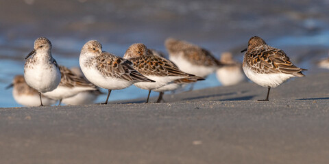 Bécasseaux sanderling (Calidris alba, Sanderling) sur la plage du Hourdel